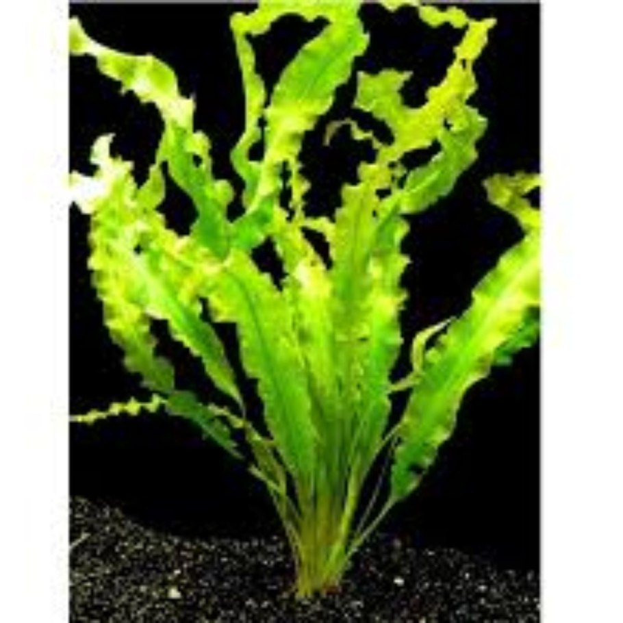 Апоногетон натанс