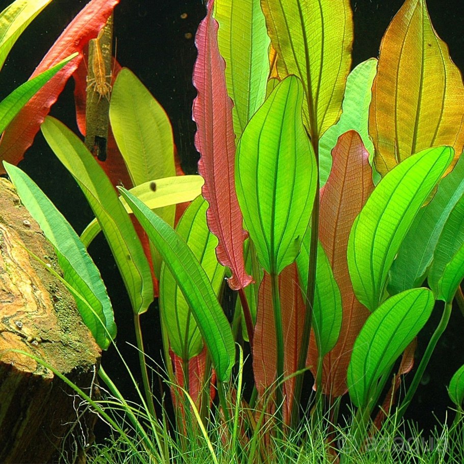 Апоногетон ульвовидный