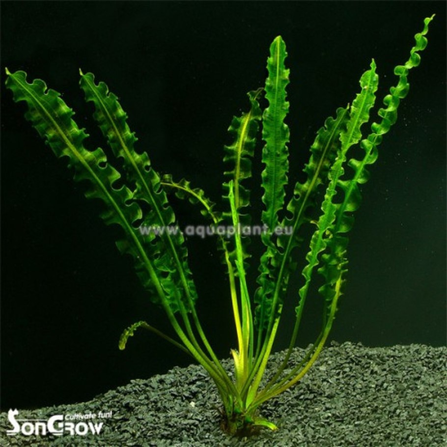 Декоративные водоросли