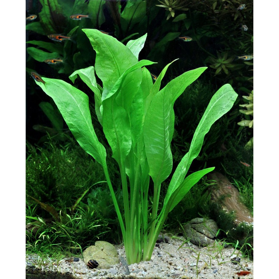 +Aponogeton +abyssinicus