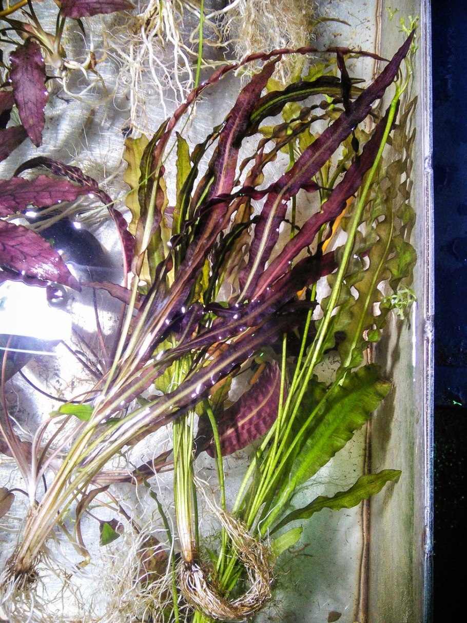 Апоногетон ундулатус