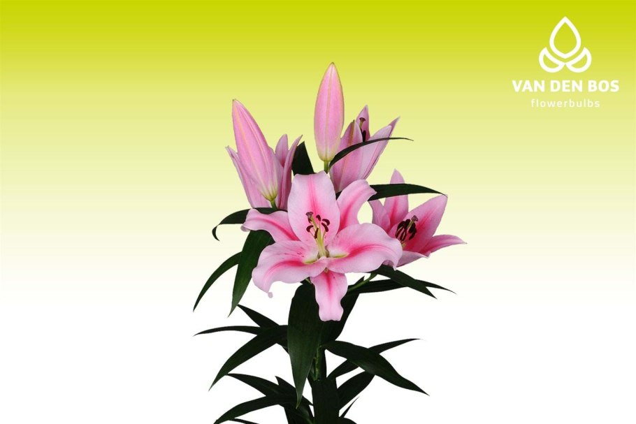 Лилия Старгейзер голубая