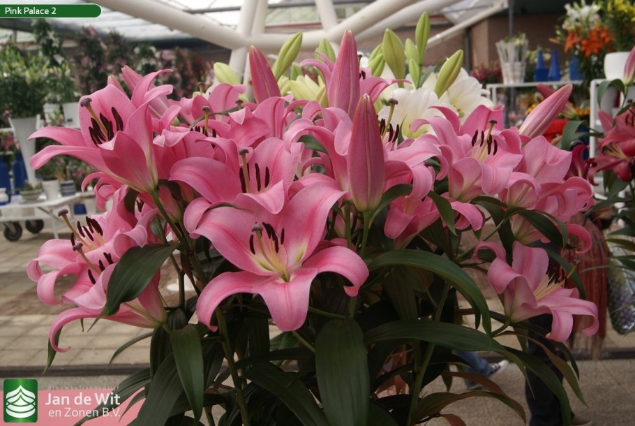 Лилия Лилия ot-гибрид Frontera