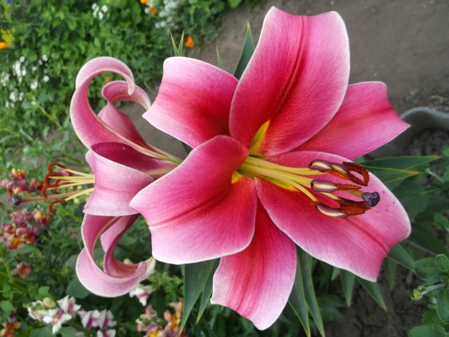 Лилия от гибрид Амаросси