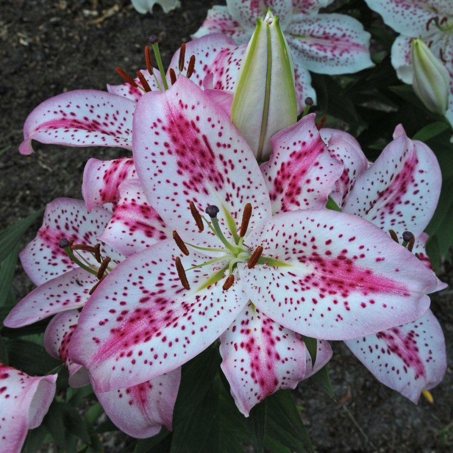 Лилия Робина / Robina (от-гибрид)