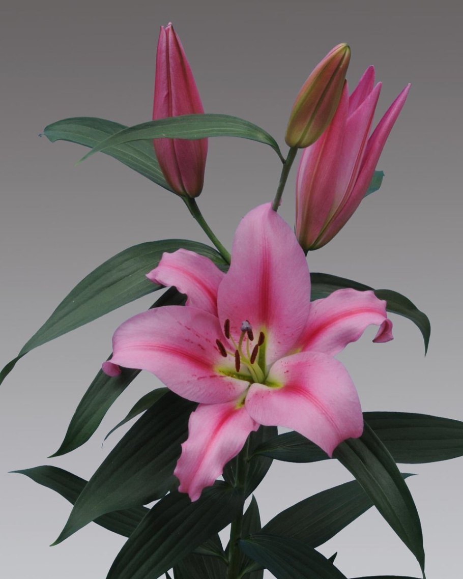 Frontera – Фронтера Лилия