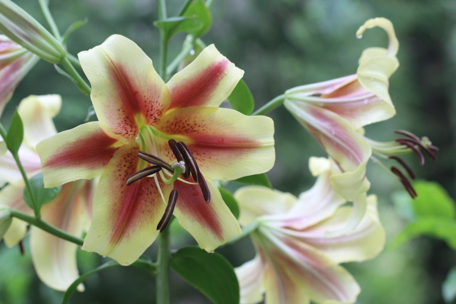 Лилия Flashpoint от-гибрид