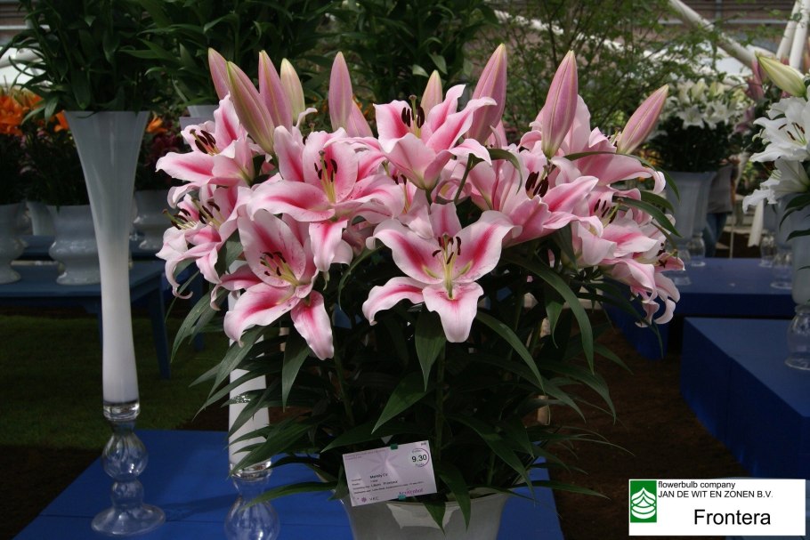 Lilium Frontera Лилия Фронтера