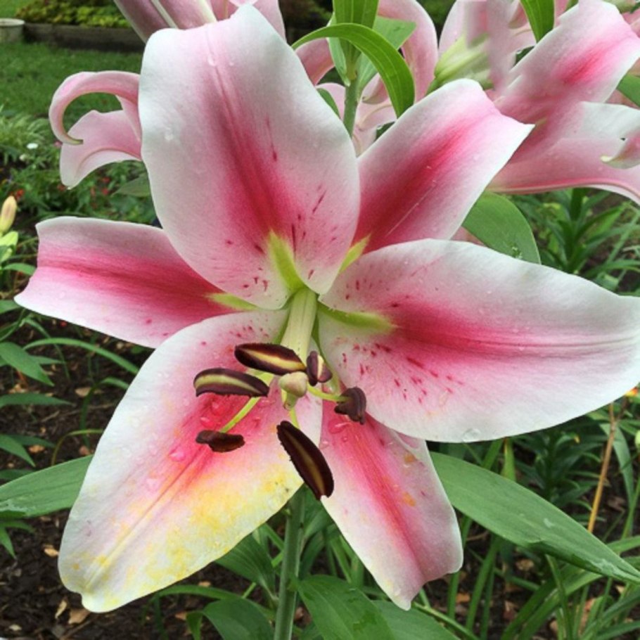 Лилия Frontera от-гибриды