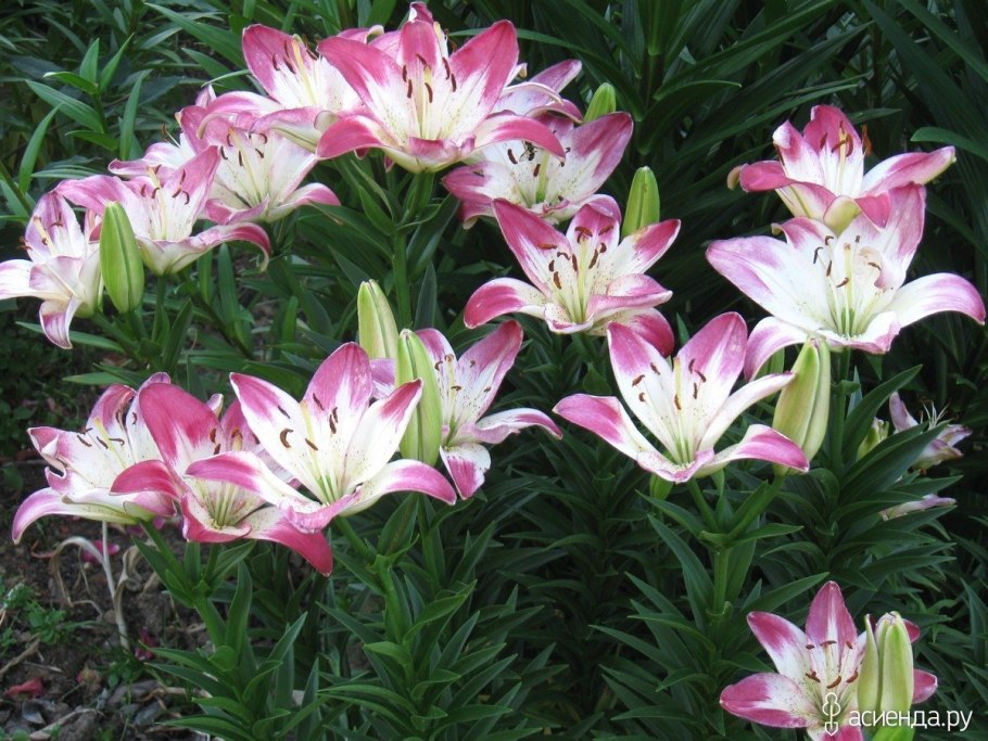 Лилия Frontera от-гибриды