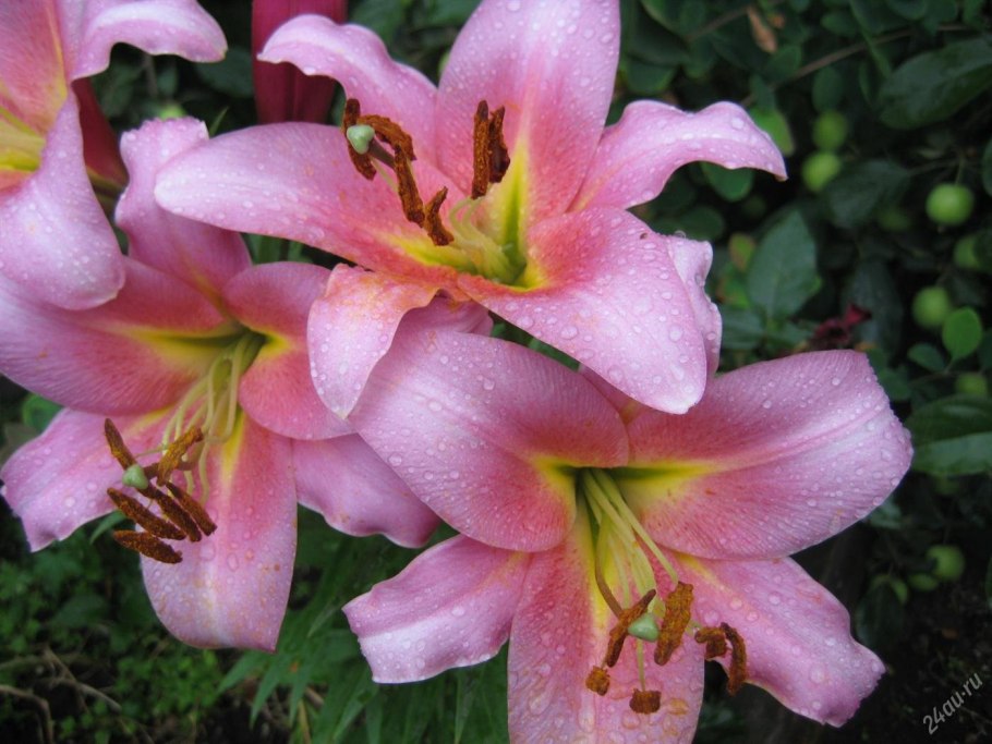 Frontera – Фронтера Лилия