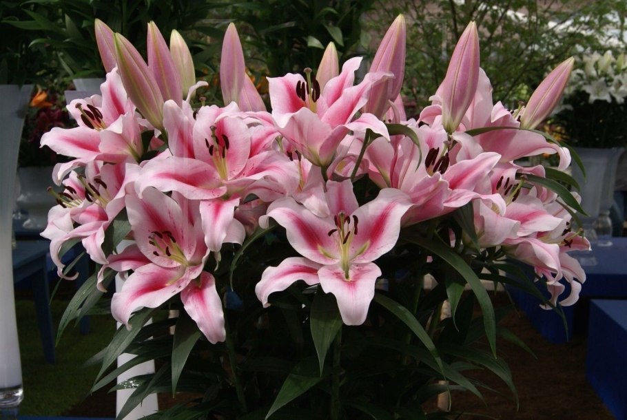 Лилия (Lilium Frontera