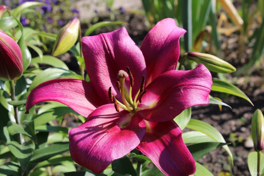 Лилия Спейс Маунтин