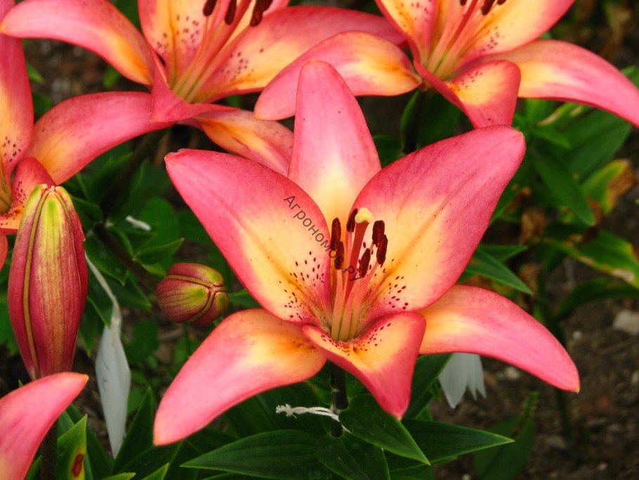 Лилия Пинк Палас