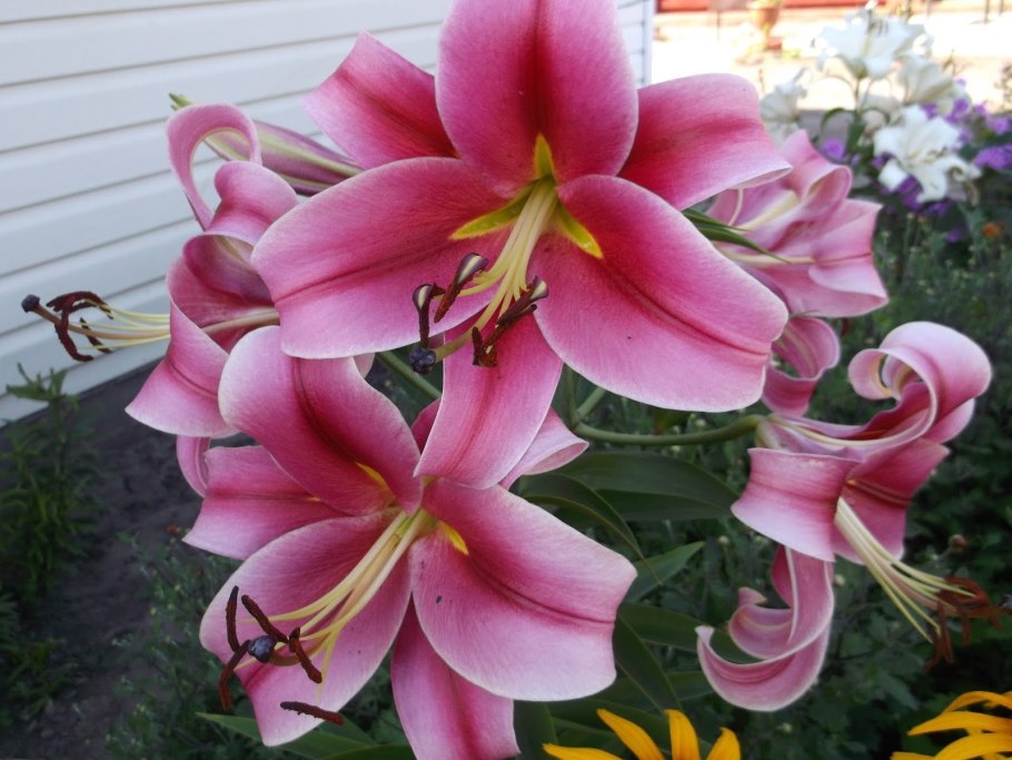 Лилия от-гибрид Фронтера