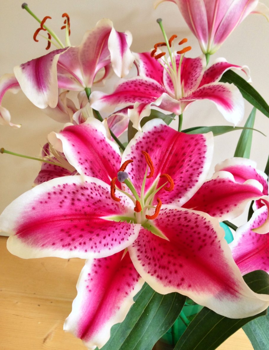 Цветок светлой лилии