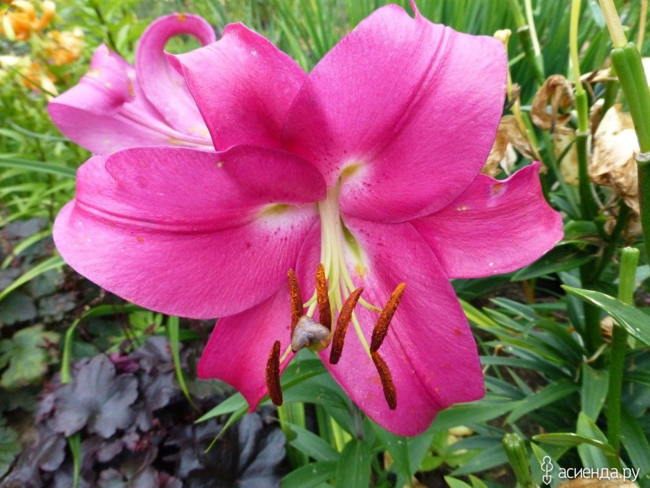 Лилия Мистер Райт от-гибрид