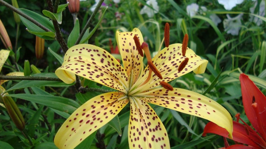 Лилия премиум Блонг Бигсайз