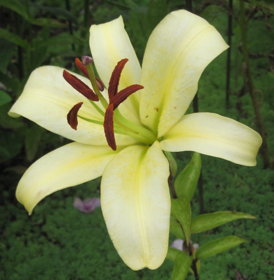 Лилии от гибриды Фронтера