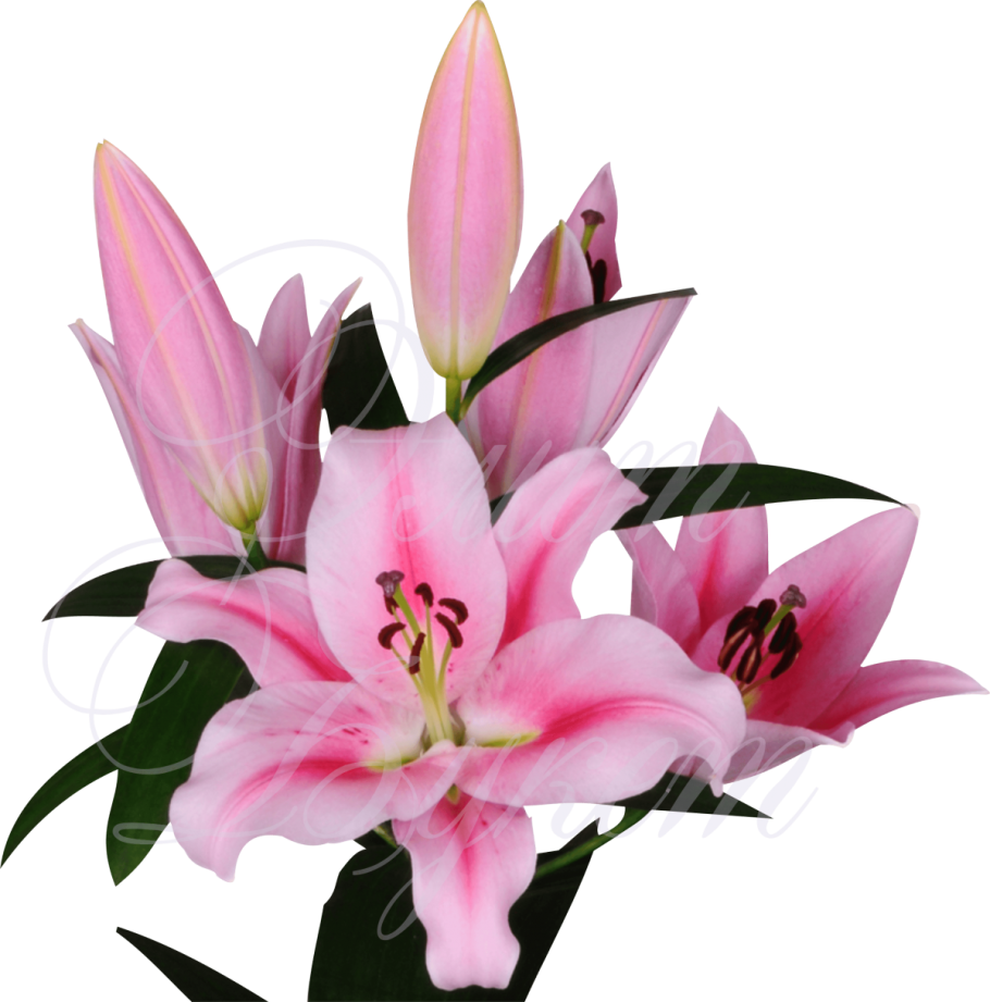 Лилия Восточная Акапулько