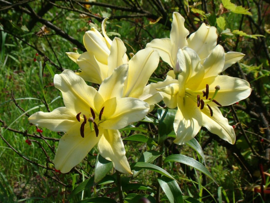 Лилия (Lilium Frontera