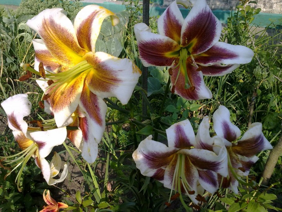 Лилия сорт Диззи