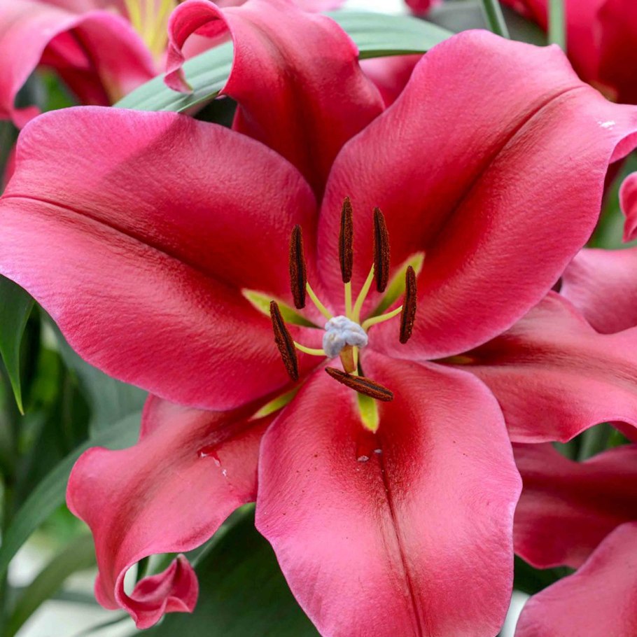 Лилии Кали ЛО гибрид 14/16 3шт СДС