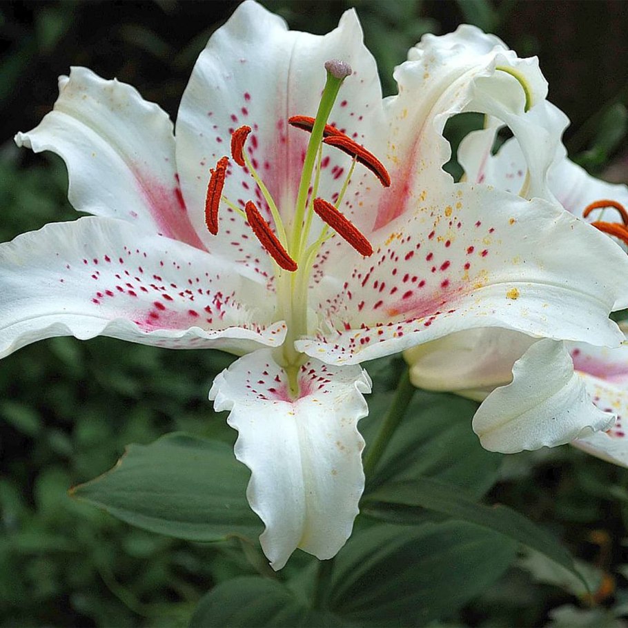 Лилия флешпоинт