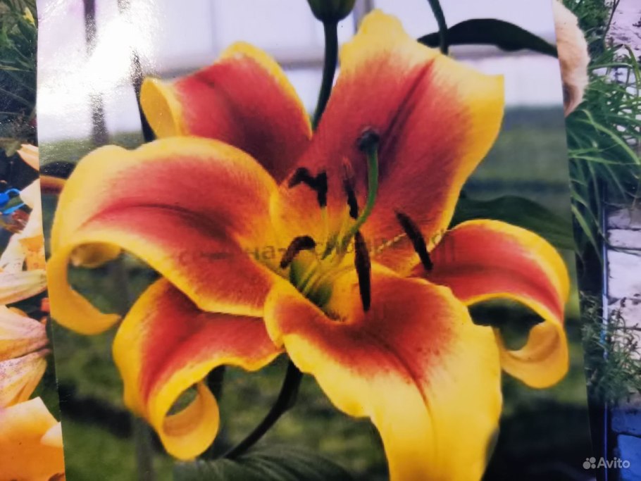 Лилия Восточная ла-Рошель