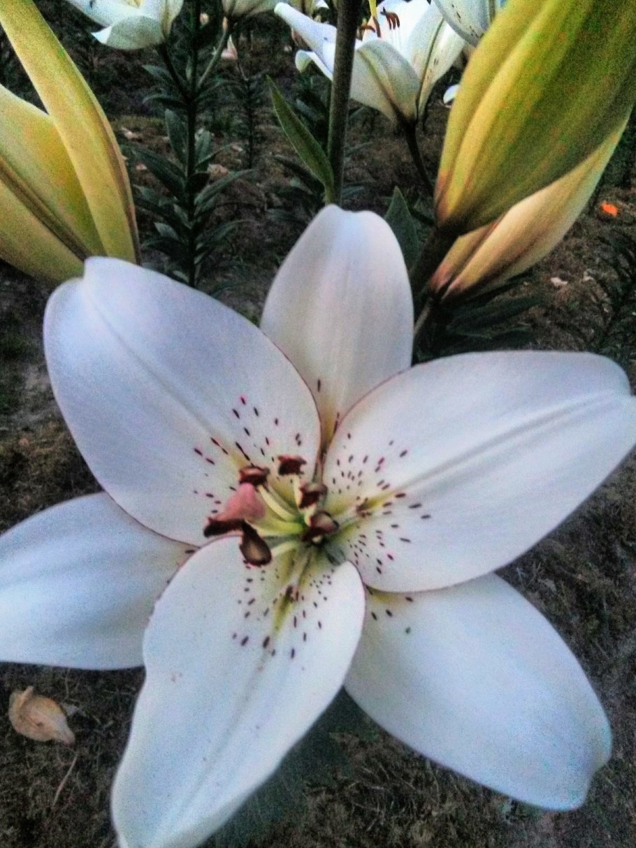 Лилия Frontera 20