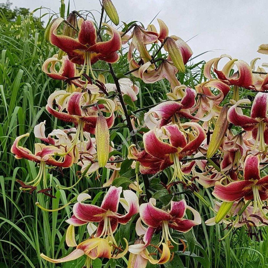 Лилия Восточная махровая Экзотик Сан