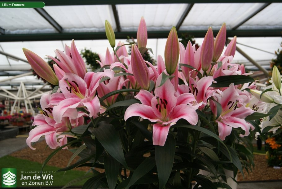 Лилия Frontera от-гибриды