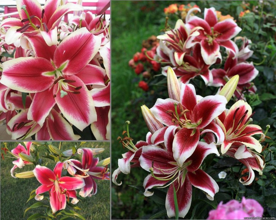 Лилия Салмон Стар (Восточная)