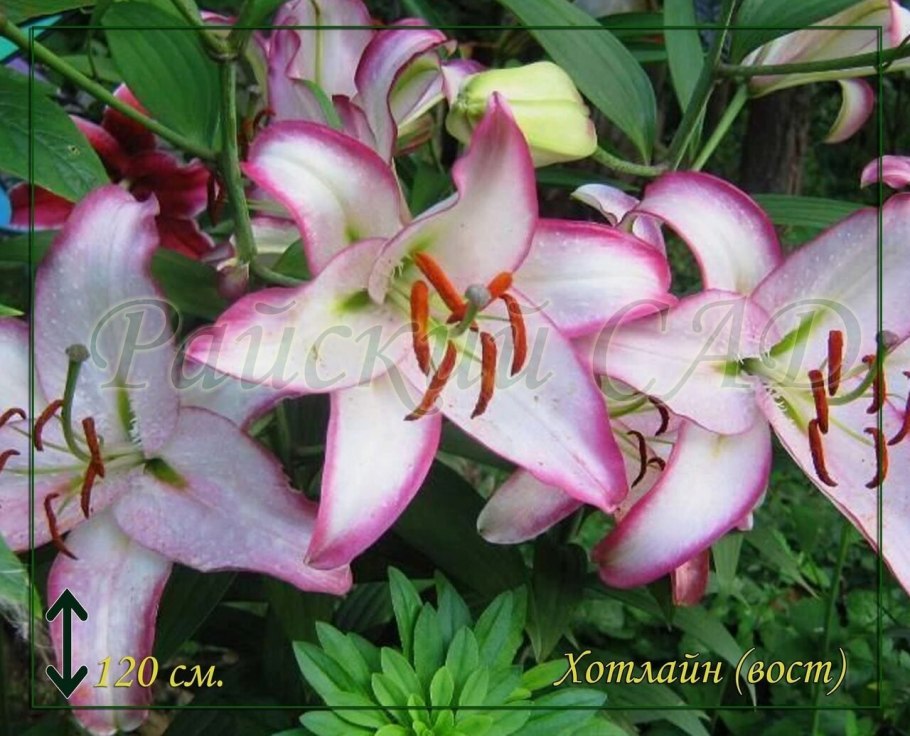 Лилия розовая (Альберти,