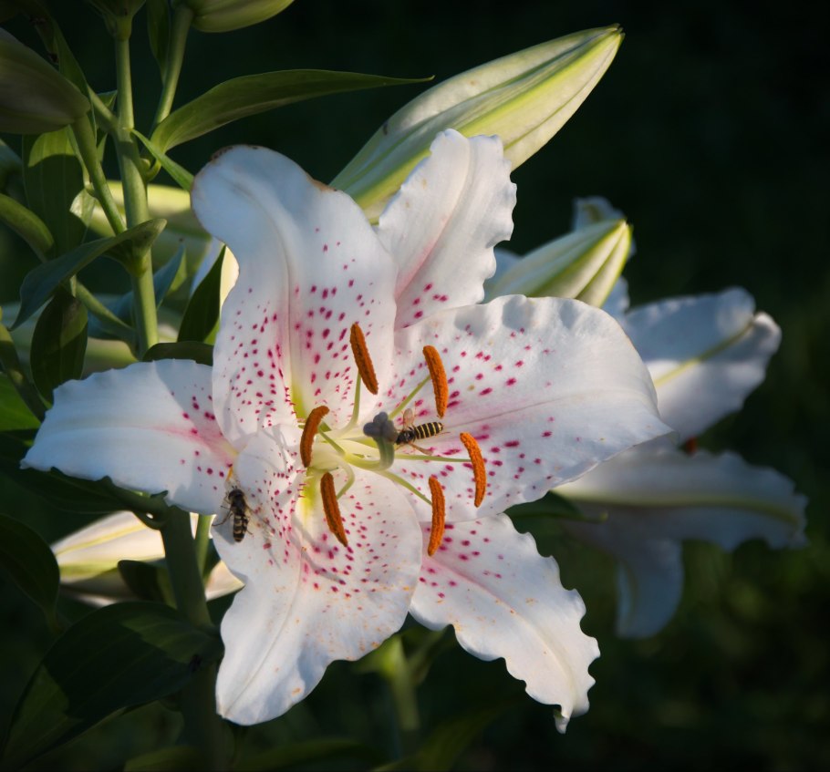 Лилия Мисс Пикьюлиар