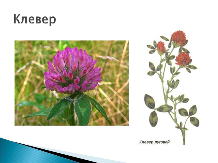 Лекарственные растения матьимачеха