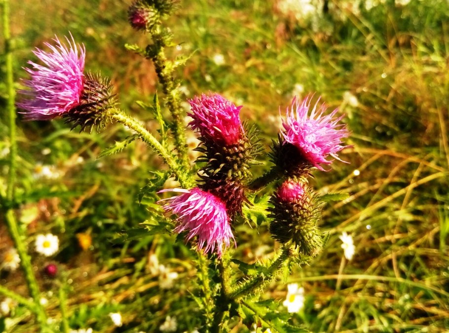 Растения Саратовской области