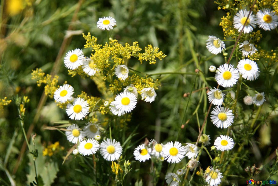 Крестоцветные растения