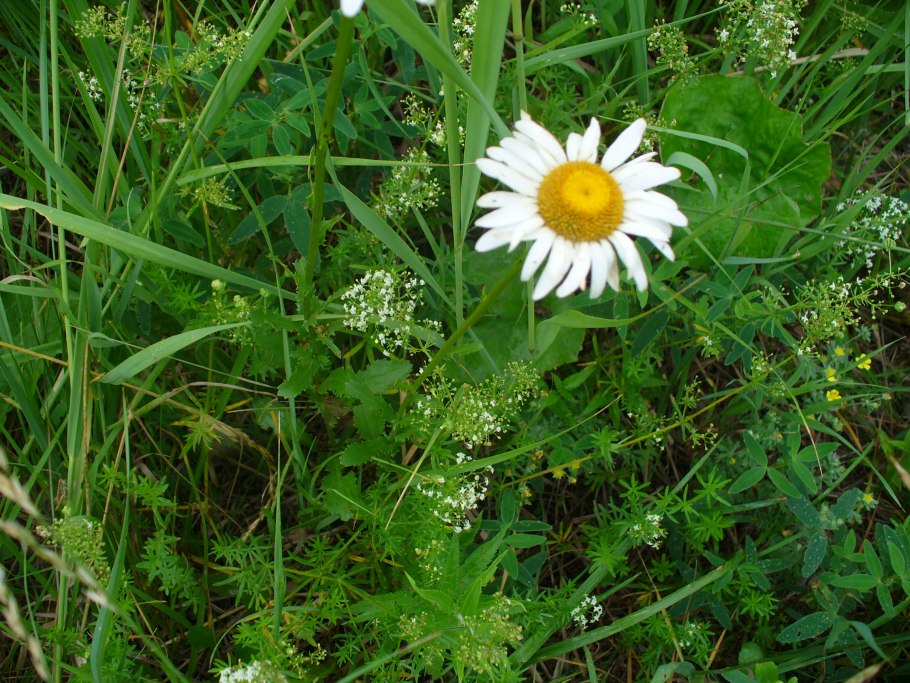 Болотный Клевер