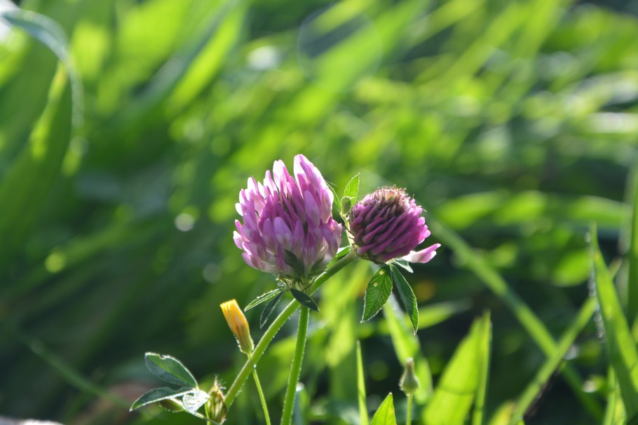 Манжетка обыкновенная Alchemilla vulgaris