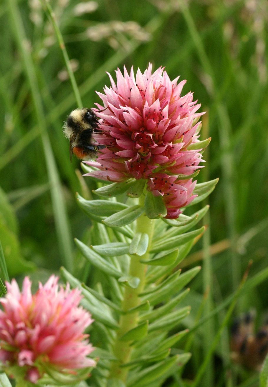 Кактус на западе