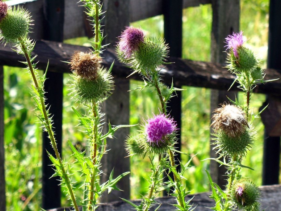 Татарник колючий сорняк
