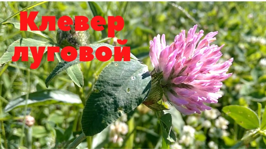 Клевер Луговой окружающий мир