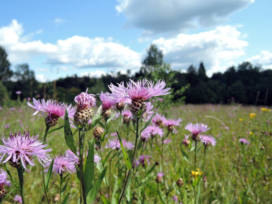 Одуванчик молодой побег