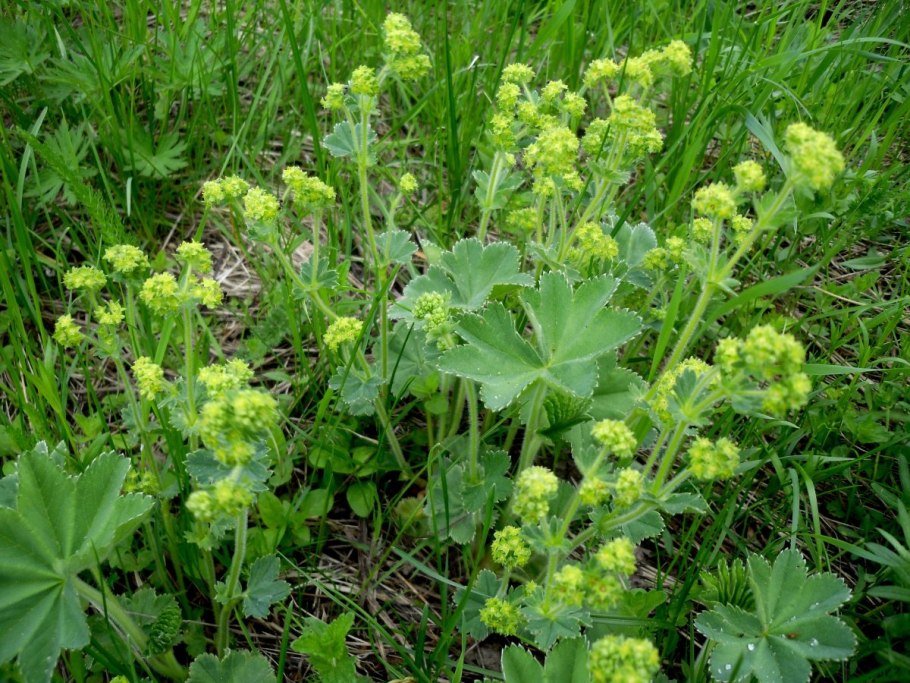 Желтые дикоросы Урала