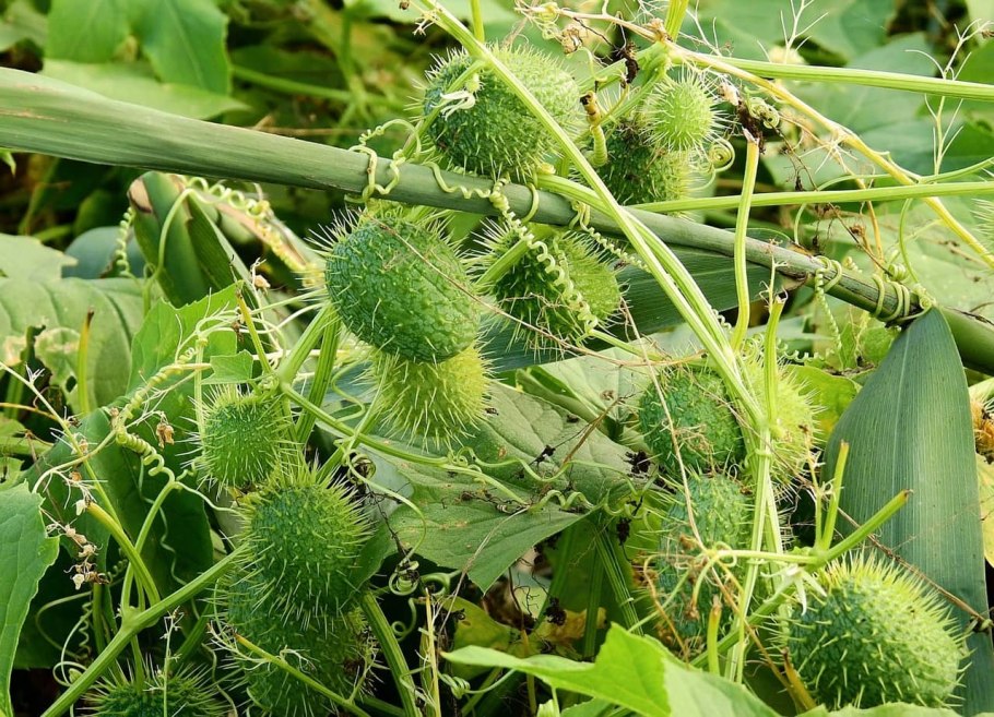 Желтое растение ф