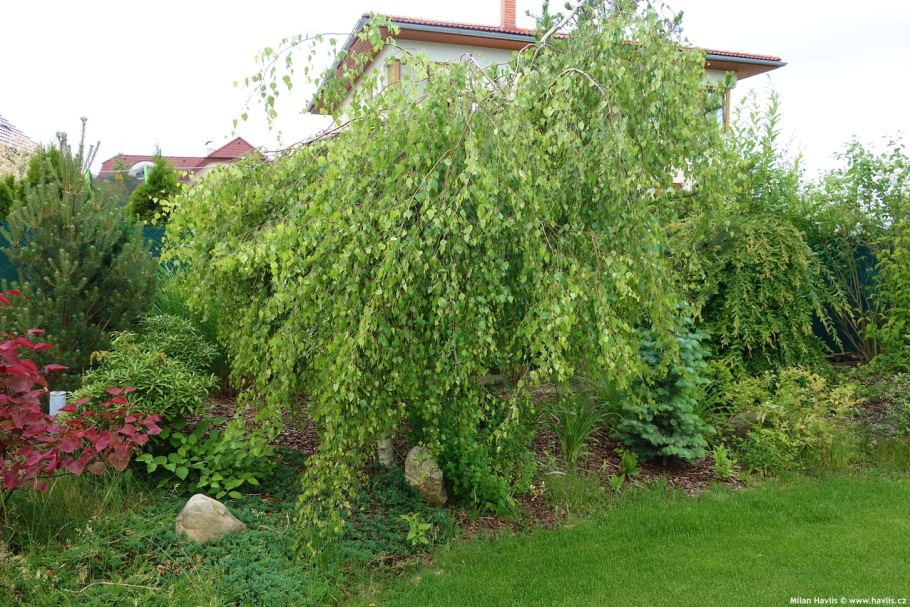 Alnus incana 'pendula'
