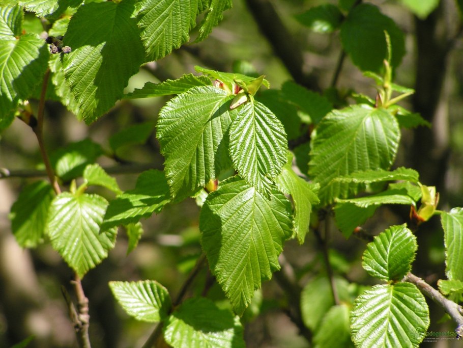 Alnus glutinosa (ольха европейская)
