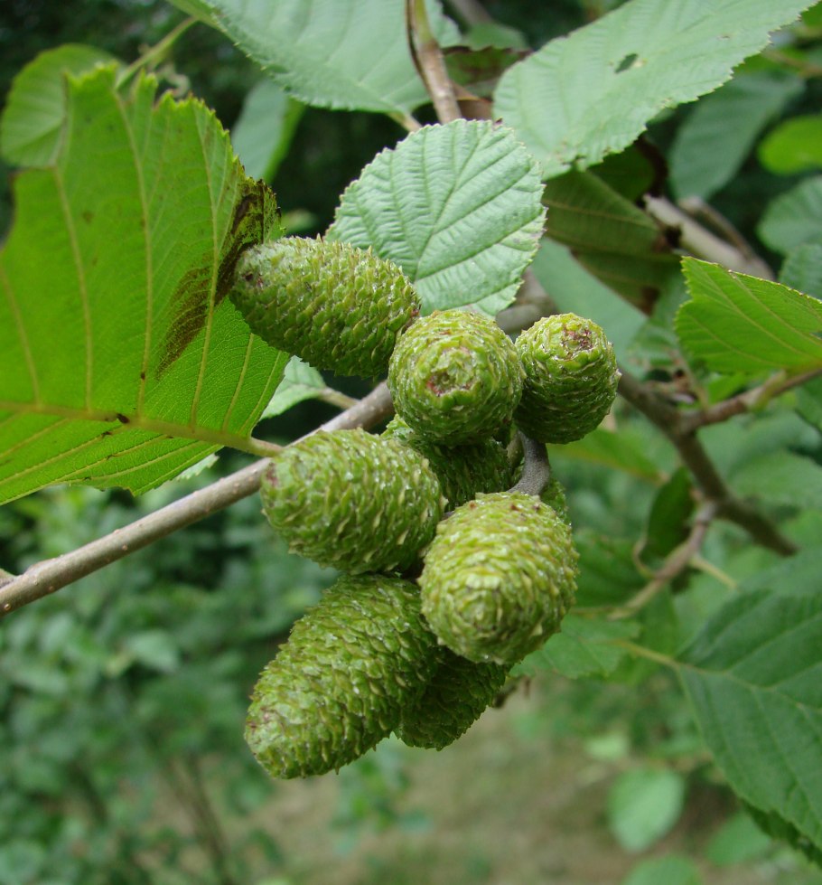 Ольха серая Alnus incana