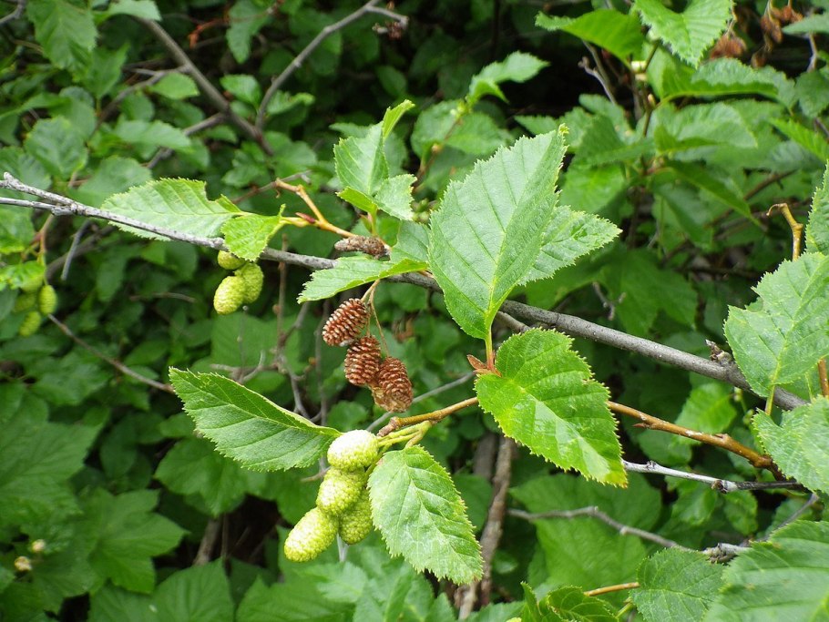 Alnus alnobetula